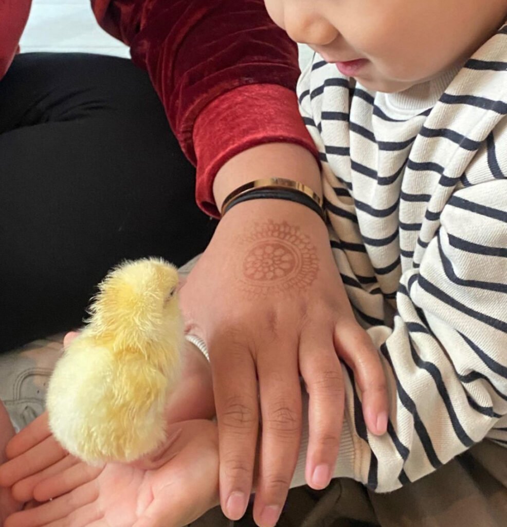 Close-up image of gentle hands cradling a real baby chick with soft yellow down feathers. A child wearing a striped white and navy top and someone in a burgundy velvet sleeve are shown carefully handling the chick. A decorative henna design adorns one hand, along with delicate gold and black bracelets, capturing a moment of hands-on learning and cultural diversity.